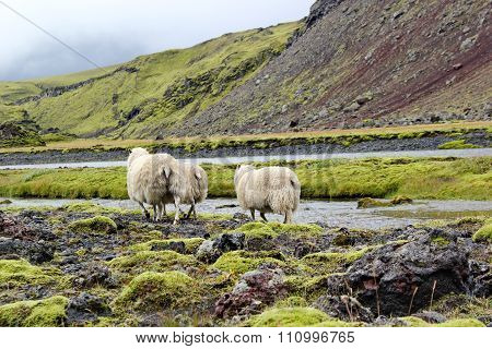 sheep on lava field, Eldgja, Iceland