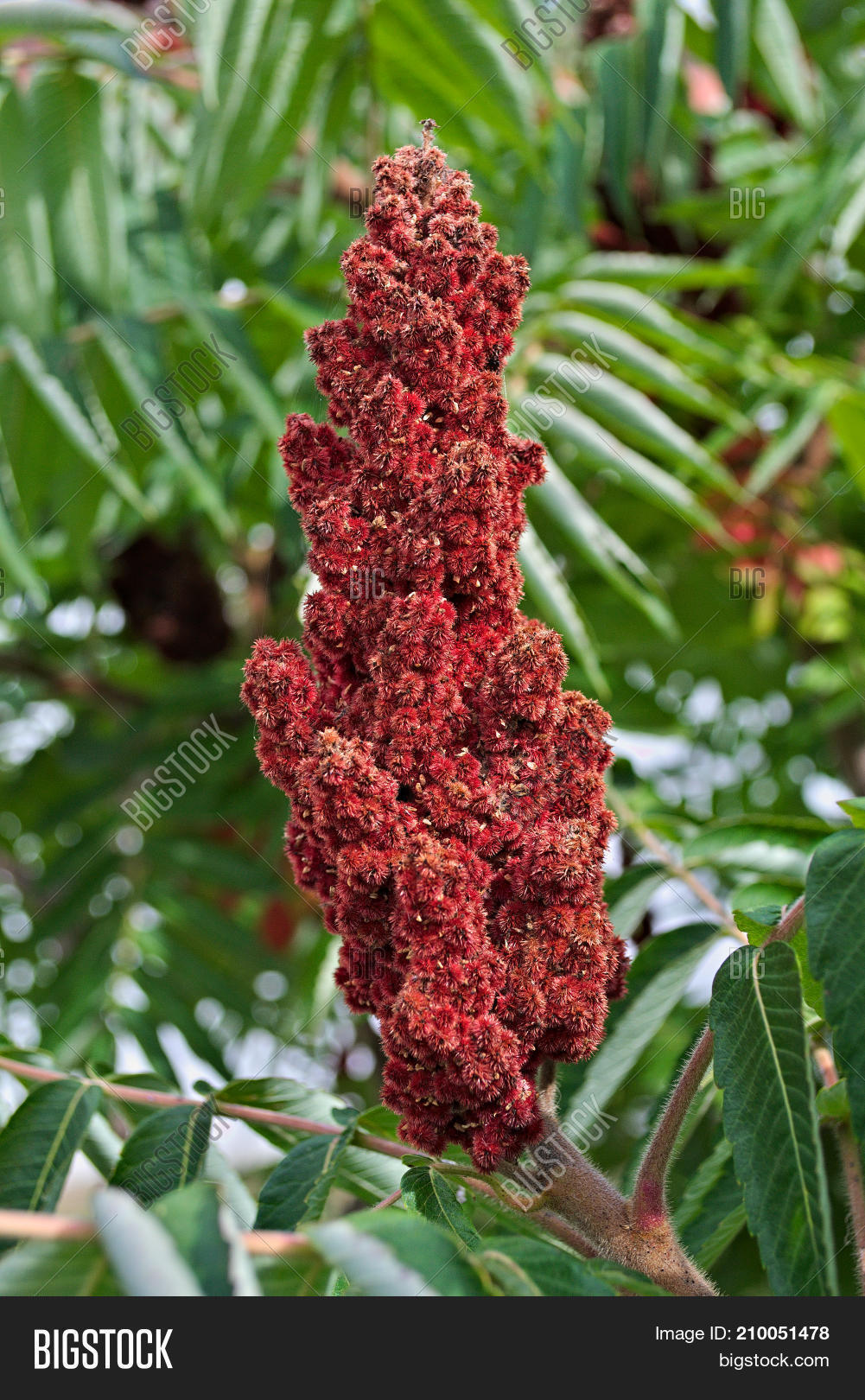 Staghorn Sumac Tree Image & Photo (Free Trial) Bigstock