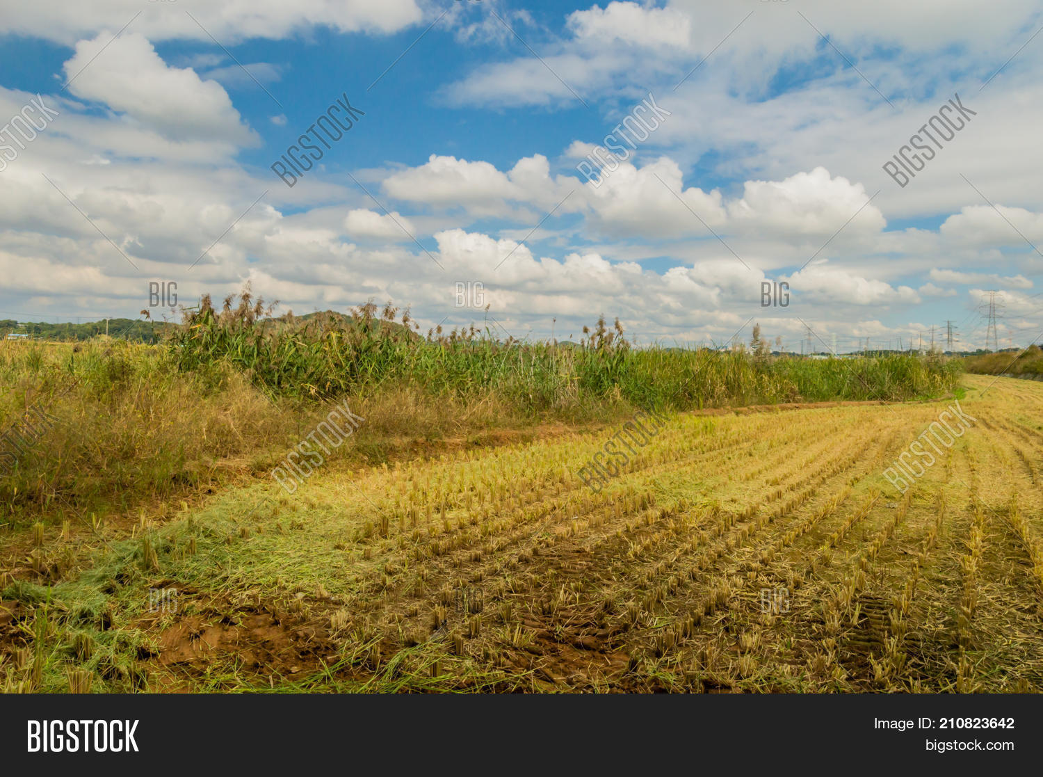 Goodbye Rice Field Field Rice That Has Image & Photo (Free Trial) | Bigstock