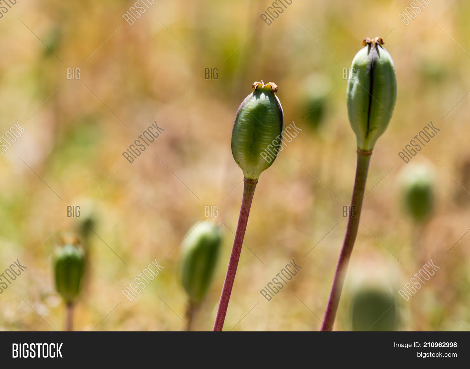 Closed Flower Bud Image & Photo (Free Trial) Bigstock