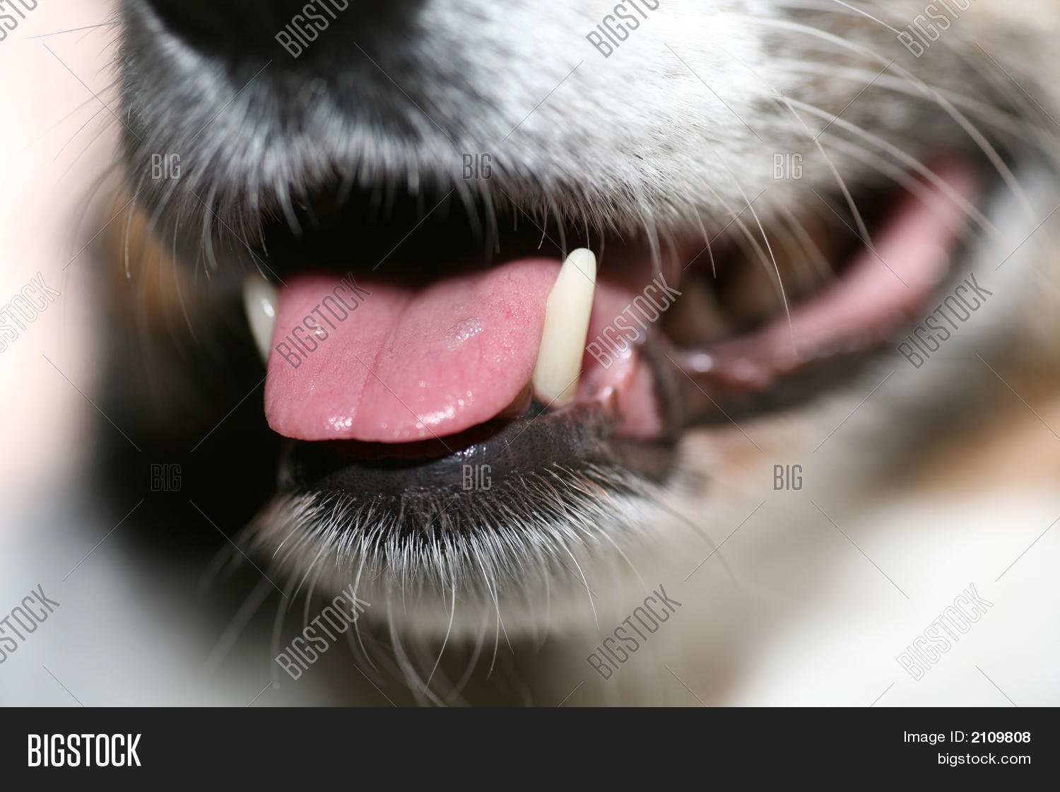 Canine Teeth Image & Photo (Free Trial) Bigstock