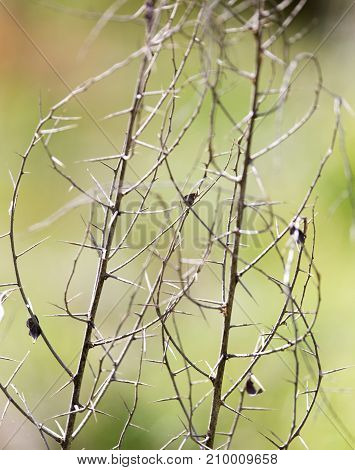 dry thorn in nature . In the park in nature