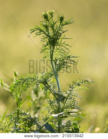 flowering herbs in nature . In the park in nature