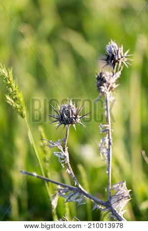 dry thorn in nature . In the park in nature