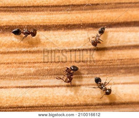 ants on wood. close-up . In the park in nature