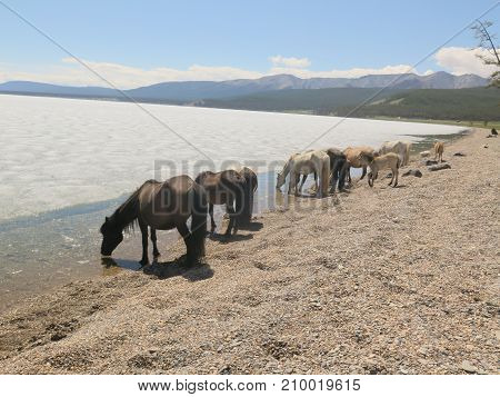Horses drink water from a frozen lake. Hofsgol, Mongolia