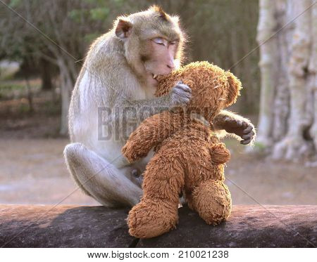 Monkey Kissing Teddy bear. Siem reap temple, Cambodia