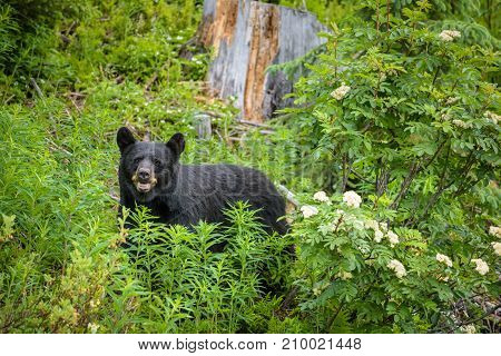 Wild Black Bear looks into camera in forests of Banff and Jasper National Park, Canada.