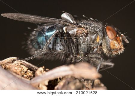 House fly close up . In the park in nature