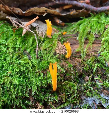 Calocera viscosa jelly fungus also known as the yellow stagshorn
