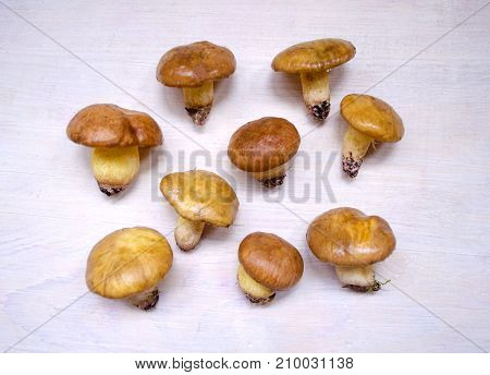 Suillus Luteus mushrooms. Variety of edible forest mushrooms Slippery Jack.
