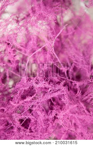Pink floral background of ferns. Close up composition of asparagus setaceus similar to winter mist. Freshness and coldness decoration concept