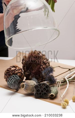 Dried up plants put under glass pot, close up, Floristics workshop, experiment and environmental protection concept