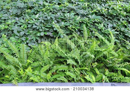 Background Pattern Horizontal of Pteridophyta or Tassle Ferns Textured or Green Bush.
