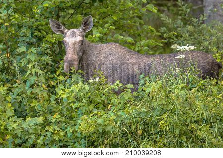 Female Moose Or Elk  Looking In Camera