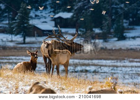 A Large Bull Elk Bugles on a Frigid Colorado Morning
