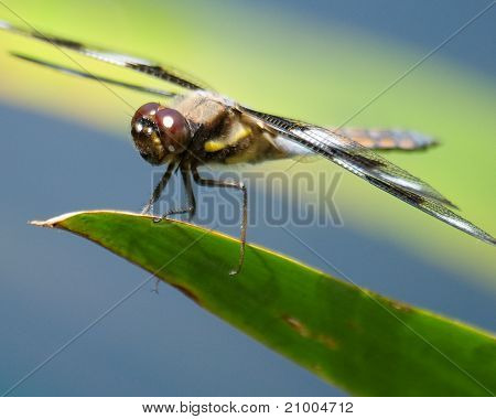 Libellula