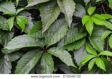 Green virginia creeper wall with raindrops. Five leaved ivy for beautiful texture or background. Close up