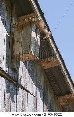 Wooden Birdhouse With Its Inhabitant Starling
