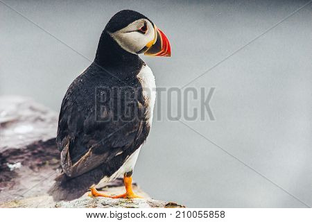 Puffins of Ireland. Flying and nesting on the Skellig Islands