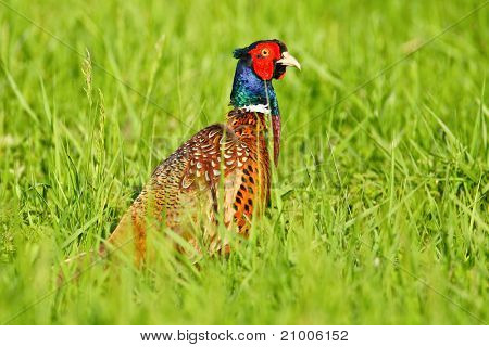 ภาพเหมือนของไก่ฟ้าสีที่ชาย (phasanius colchius)