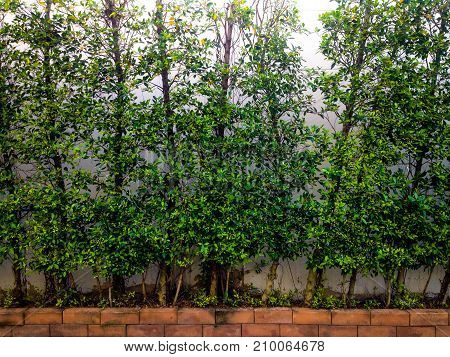 The greed trees on the bricks background.