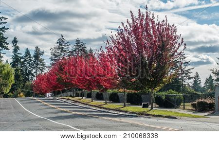 Trees explode with brilliant red color on a street in Des Moines Washington.