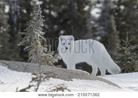Arctic fox (Vulpes Lagopus) in white winter coat with small tree in the foreground, Churchill Manitoba