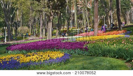 Istanbul Turkey - April 06 2016 Annual Spring Festival of Tulips new design Gulhane Park local people and tourists are getting rest making photos and enjoy good weather and spring slice of life editorial.