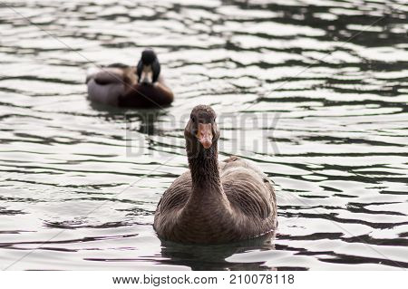 Close-up of a swimming Greylag Goose in Autumn. View on a Greylag Goose and a Duck at the Lake. Animals in the Wild. Wildlife and Nature Background.