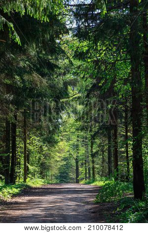 Deciduous stand at sunnny springtime morning and ground road leading inside, Bialowieza Forest, Poland, Europe