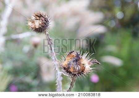 Withered thisle fall flower with prickles, selective focus photograph