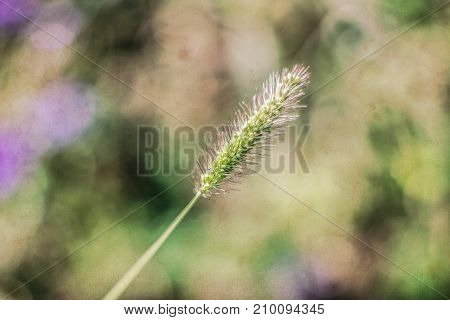 Nature Background with filters applied Vintage Look and Soft Focus using very shallow depth of field