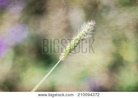 Nature Background with filters applied Vintage Look and Soft Focus using very shallow depth of field