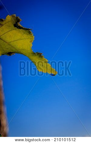 Green Leaf After The Rain