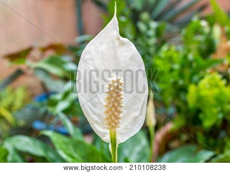 Beautiful flower like a little queen one