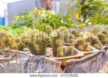 Beautiful Cactus with a Little flower in focus
