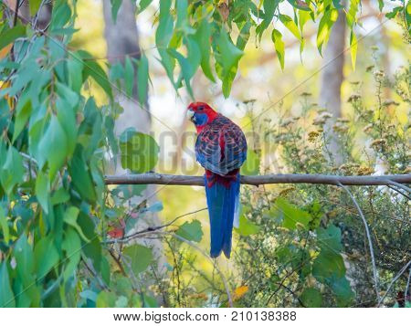 Crimson Rosella