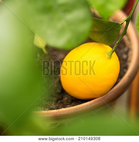 Lemon on a branch . In the park in nature