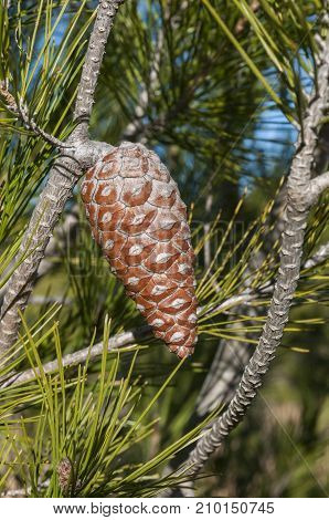 Detail of leaves branches and cones of Aleppo Pine Pinus halepensis. It is a pine native to the Mediterranean Region. Photo taken in Buendia Cuenca Spain.