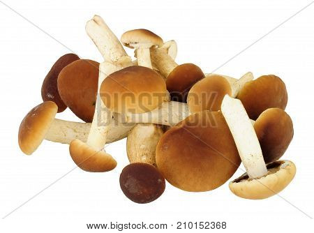 Fresh raw pioppini mushrooms isolated on a white background