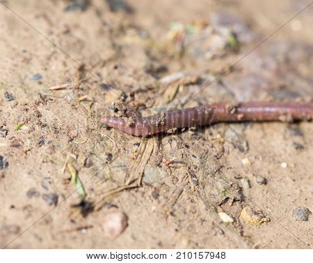 a worm on the ground. Macro . In the park in nature