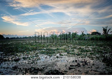 Lotus marsh and wood boat with sky background at Banglane Nakorn pathum Thailand.