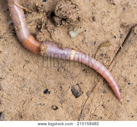 a worm on the ground. Macro . In the park in nature