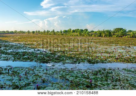 Lotus marsh and wood boat with sky background at Banglane Nakorn pathum Thailand.