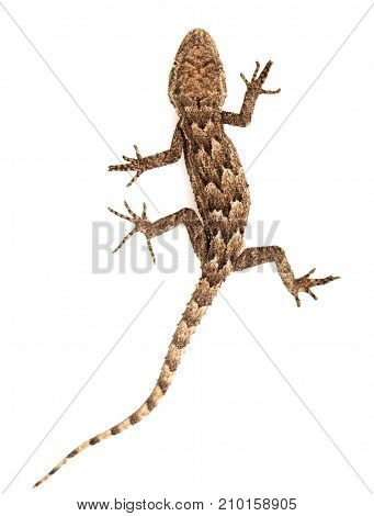 lizard on a white background. Macro . Photos in the studio