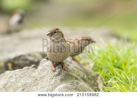 Beautiful nature scene with bird. Wildlife shot of bird on the rock. Bird in the nature habitat.