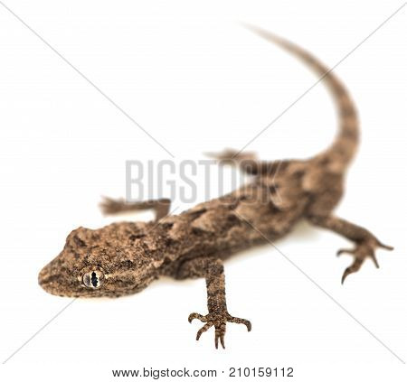 lizard on a white background. Macro . Photos in the studio