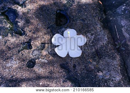 White flower fall at cement floor in morning