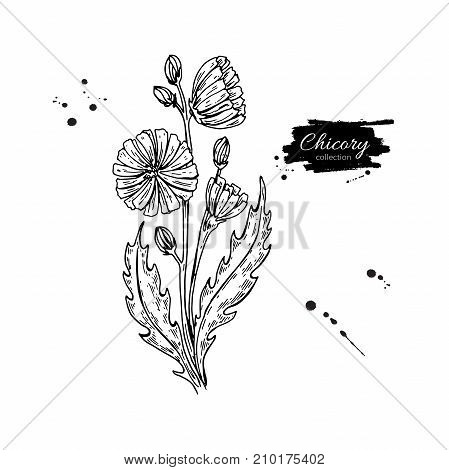 Chicory flower vector superfood drawing. Isolated hand drawn  illustration on white background. Organic healthy food. Great for banner, poster, label